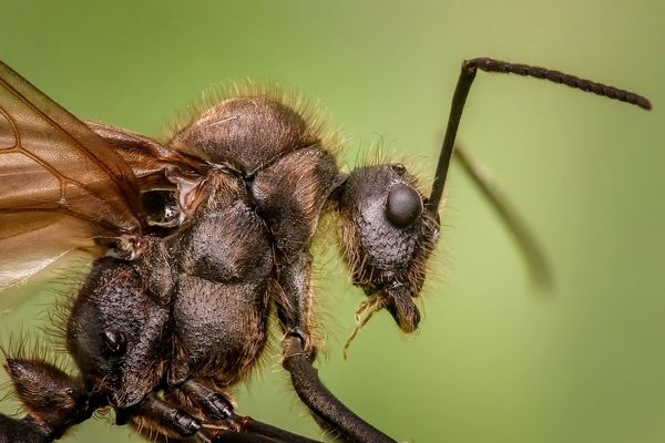 Fascynujący świat mrówek - dlaczego są one owadami?